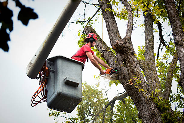 Best Tree Trimming and Pruning  in Basile, LA